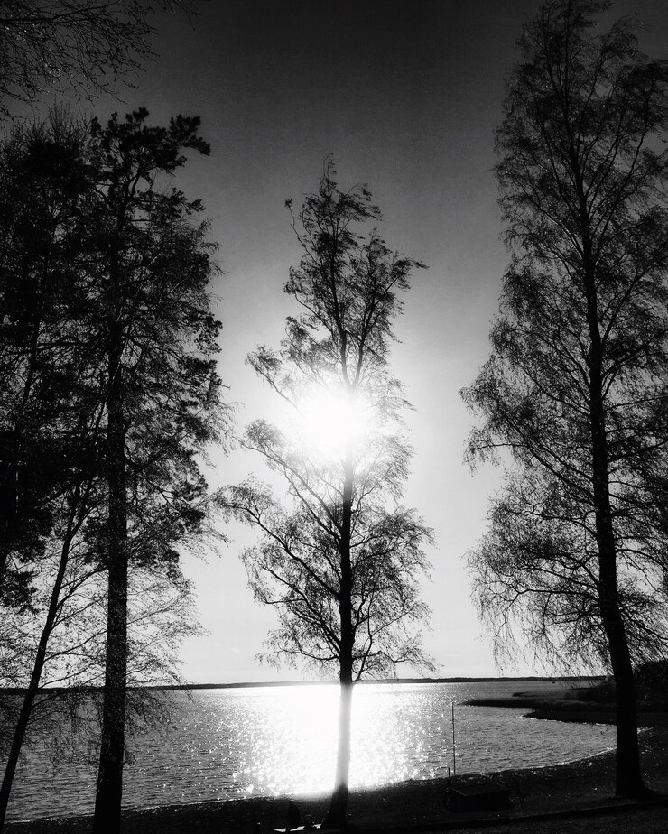 Photo 木の中を照らす太陽