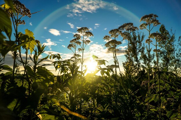 Foto il sole splende tra gli alberi