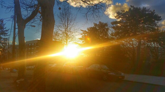 Foto il sole splende tra gli alberi