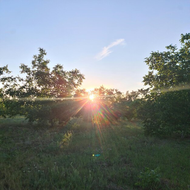 A sun shining through trees