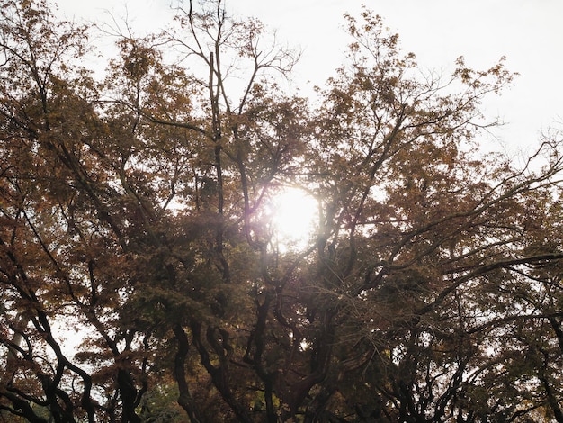 木々の間から輝く太陽