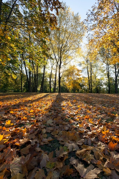 Il sole che splende dietro le chiome degli alberi, illumina le foglie degli alberi caduti a terra, il tempo soleggiato autunnale, il paesaggio nel parco