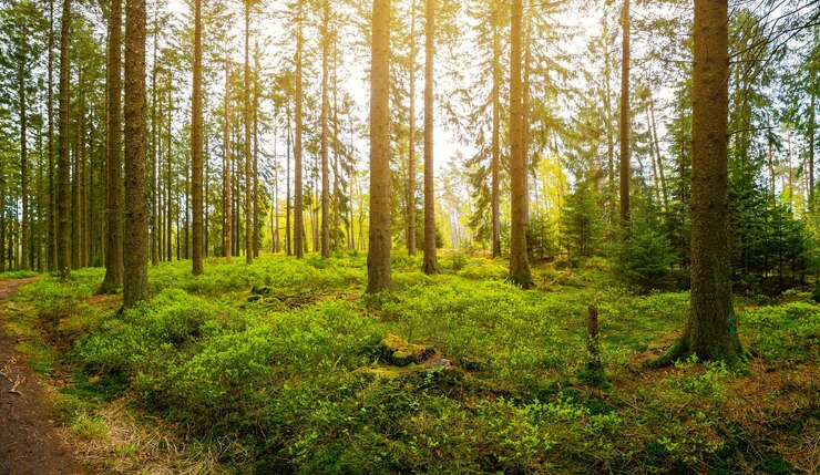 Sun shining in the woods