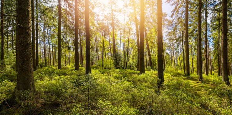 Sun shining in the woods