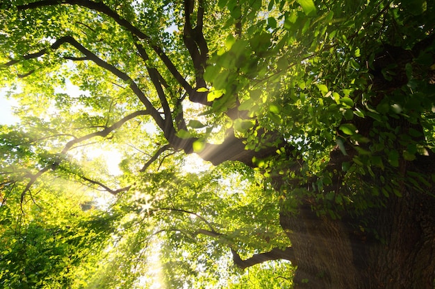 Photo sun shining in the woods