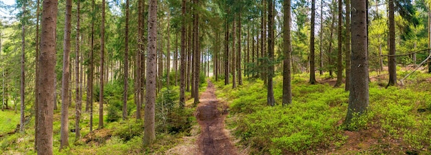 Sun shining in the woods