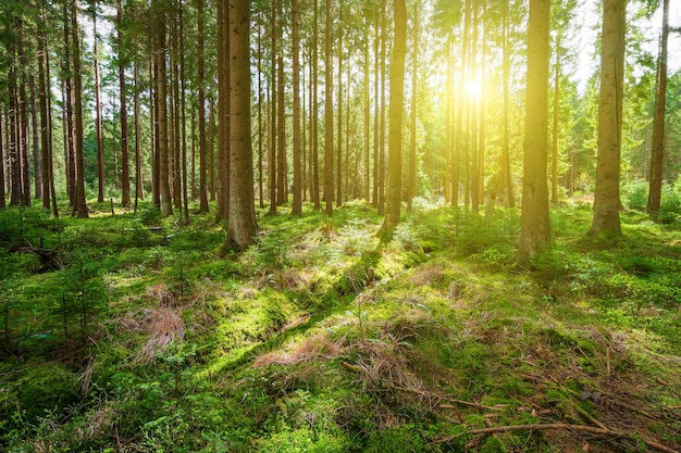 森に輝く太陽