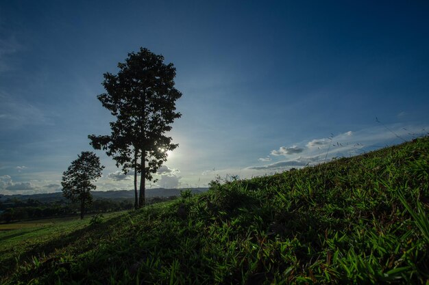 Foto il sole splendeva attraverso un albero su un prato con un cielo blu