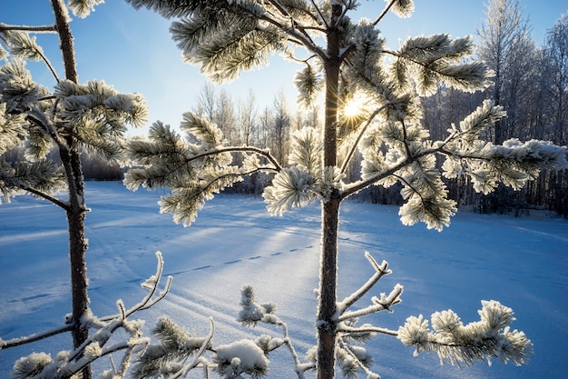 Photo the sun in the snowy branches of  trees.