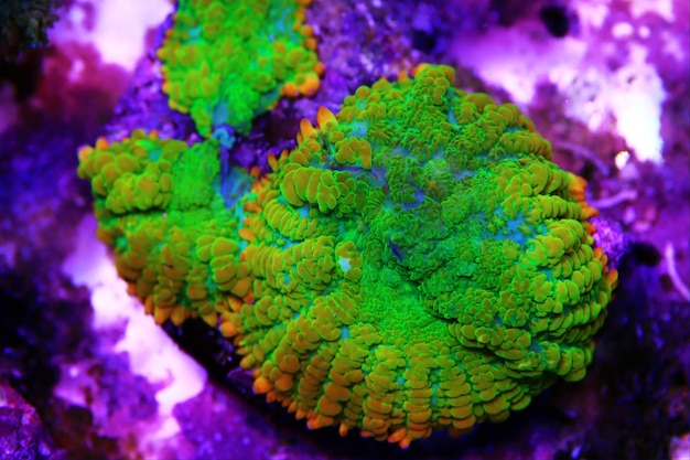 Sun-stone rare and expensive Rhodactis soft mushroom coral