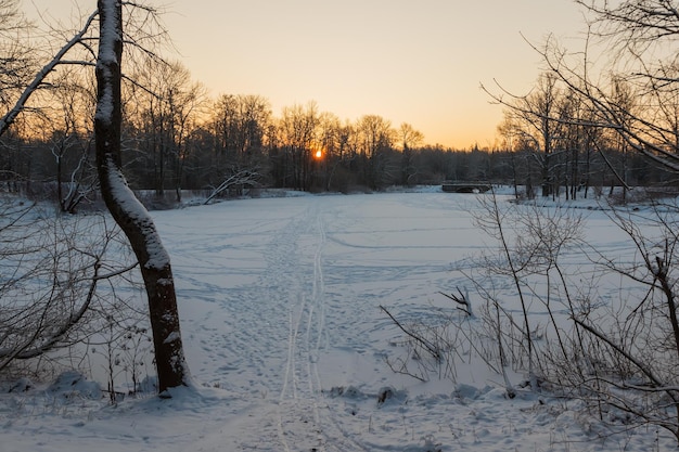 Foto il sole al tramonto nel parco risplende tra gli alberi paesaggio del parco al tramonto