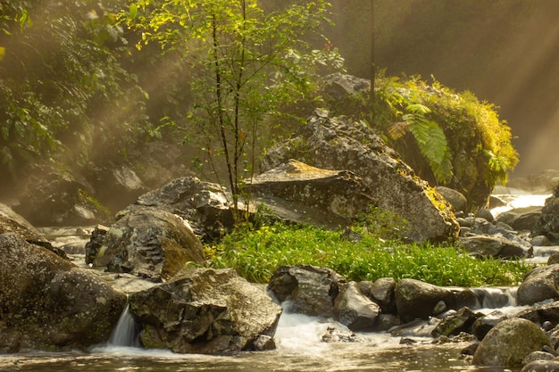 Солнце, которое светит между ручьями воды и маленьким деревцем в реке