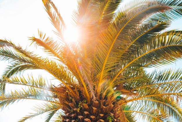 Sun through palm leaves