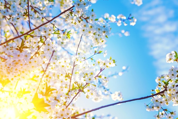 写真 桜の花の背景instagramの踏み越し段の小枝を通して半透明の太陽