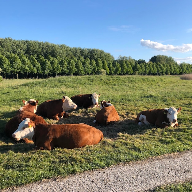 Photo sunbathing cows in the field