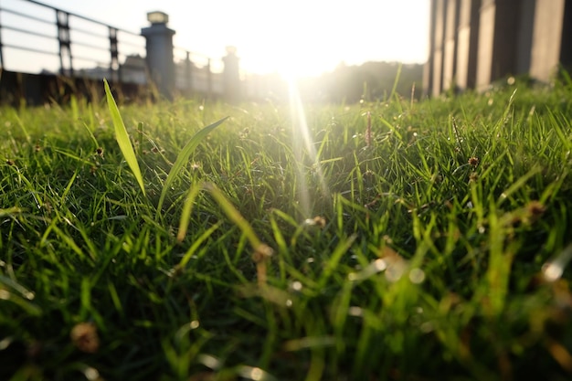 sunbeam falling on grassy field