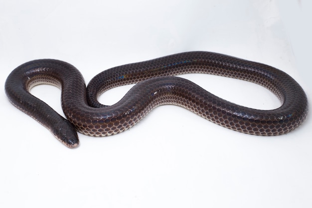 Sunbeam snake isolated