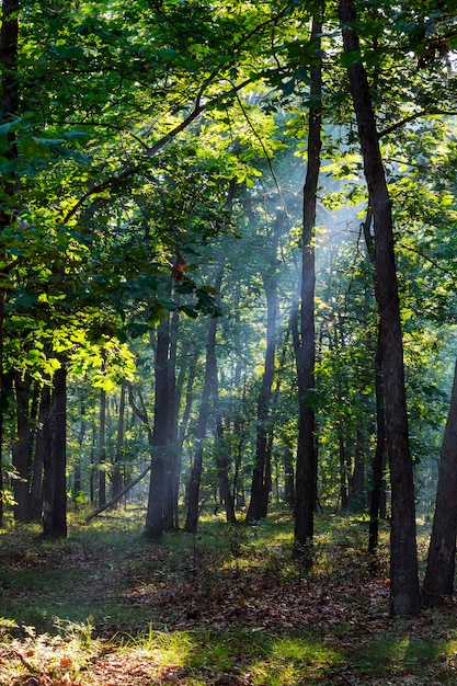 Raggi di sole che cade sul sentiero nella foresta di autunno in una mattina nebbiosa.