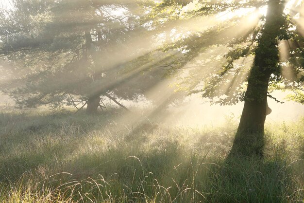 Photo sunbeams in fog between trees