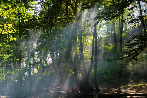 Sunbeams in the green forest