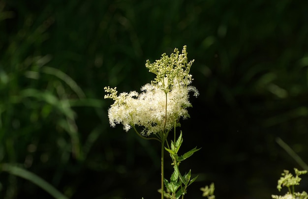 Sunbeams on a meadow flower Moscow region Russia