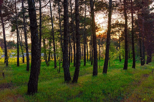 Sunbeams in a pine forest