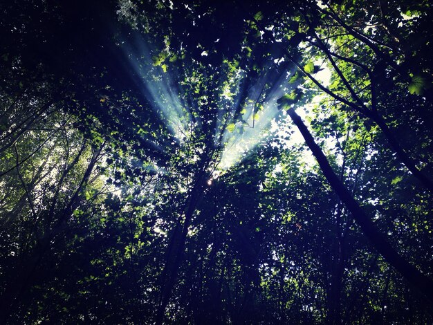 Foto i raggi di sole sugli alberi