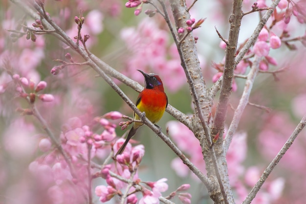 sunbird met roze kersenbloesem bloem