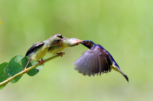 Sunbird Nectarinia jugularis 암컷이 나뭇가지에 새로 태어난 병아리를 먹이고 있습니다.