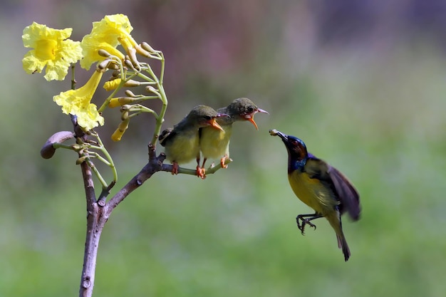 Sunbird Nectarinia jugularis 수컷이 나뭇가지에 새로 태어난 병아리에게 먹이를 주고 있다