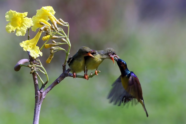 Солнечная птица Nectarinia jugularis Самец кормит новорожденных птенцов на ветке