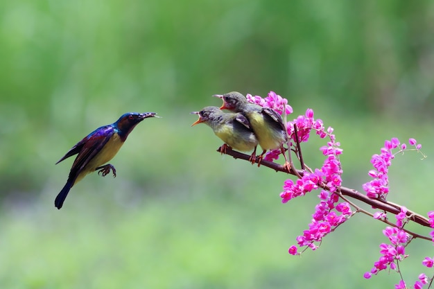 Sunbird Nectarinia jugularis 수컷이 나뭇가지에 새로 태어난 병아리에게 먹이를 주고 있다