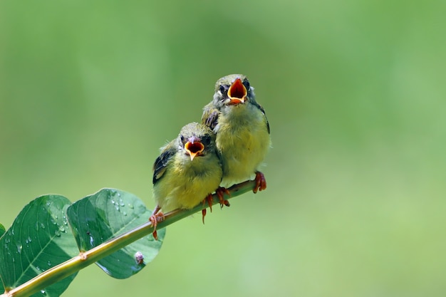 Sunbird Nectarinia jugularis 수컷이 나뭇가지에 새로 태어난 병아리에게 먹이를 주고 있다