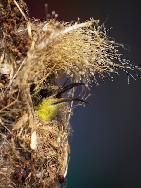 sunbird in the nest. Bird. Animals.