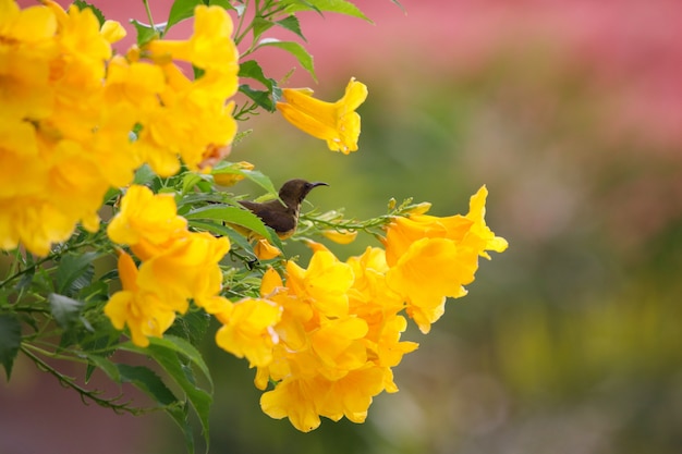 노란 트럼펫 꽃에 Sunbird