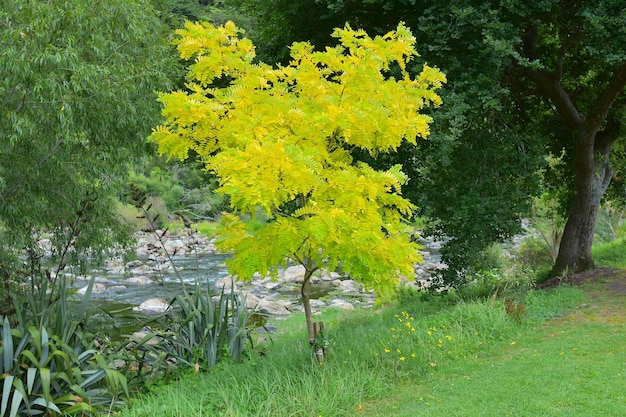 선버스트 허니로커스트, Gleditsia triacanthos Suncole 나무