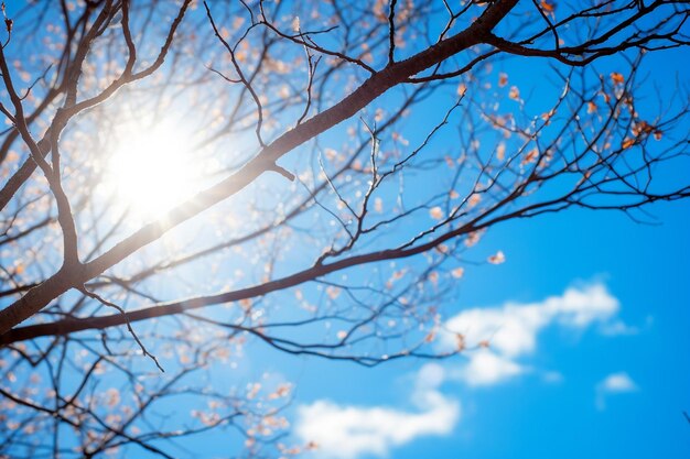 Foto il sole scoppia tra i rami di un albero contro un cielo blu