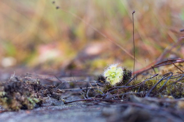 Sundew, carnivorous plant