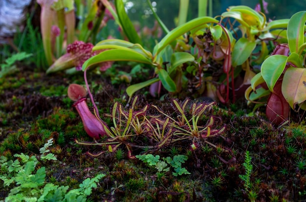 植物捕食者の代表的なサンデューのクローズ アップ