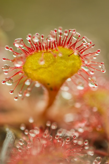 Sundew (drosera intermedia)