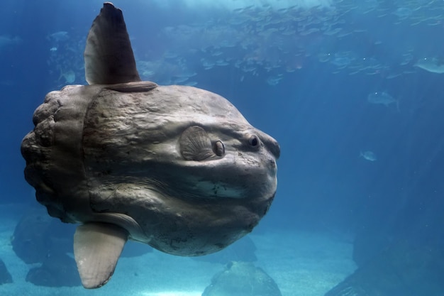 Sunfish underwater close up portrait