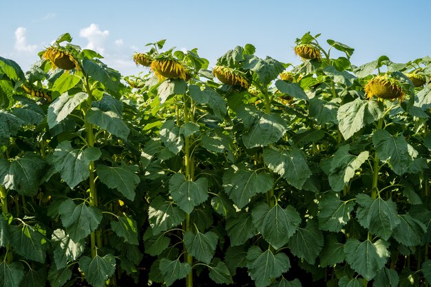 Sunflower after flowering on the field big