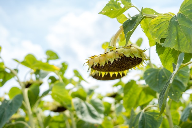 大きな畑で開花した後のひまわり