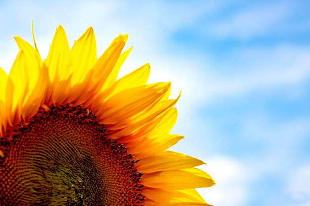 Sunflower against the blue sky the concept of agriculture place for text nature photography sunflower on blue sky background