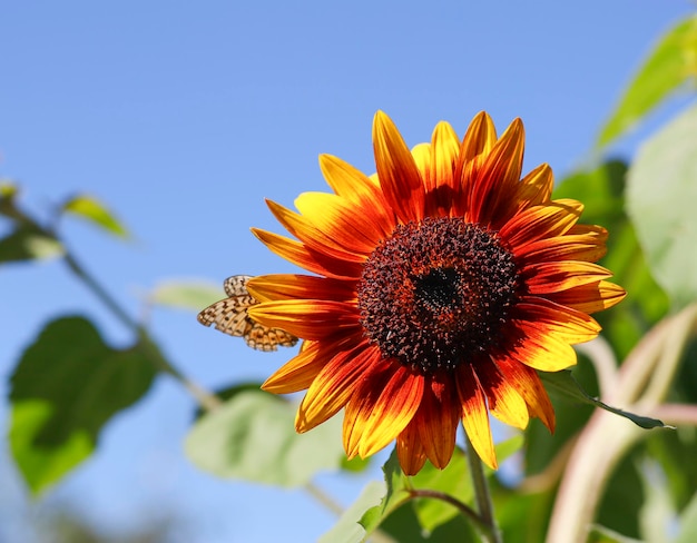 Sunflower against the blue sky on a sunny summer day