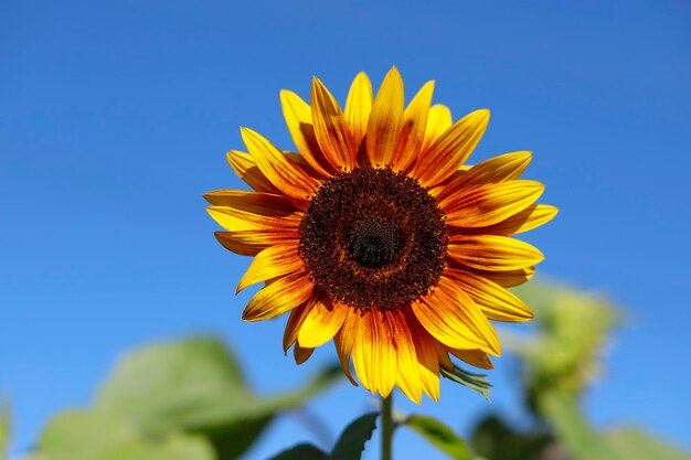 Sunflower against the blue sky on a sunny summer day