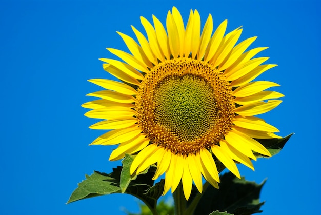 Sunflower against the blue sky