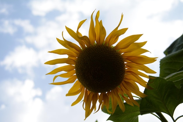 A sunflower against a blue sky