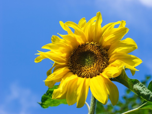 Sunflower against clear blue sky at summer