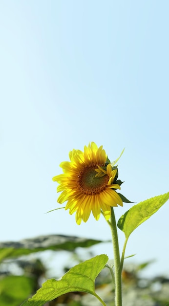 Sunflower against a light sky copy space Sunflower field sunflower oil cultivation